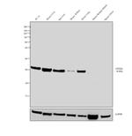 GSTM1 Antibody in Western Blot (WB)