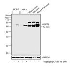 GRP78 Antibody