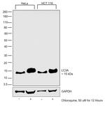 LC3A Antibody in Western Blot (WB)