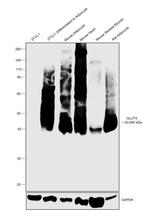 GLUT4 Antibody