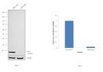 SOD1 Antibody in Western Blot (WB)