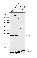 OLIG2 Antibody