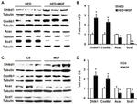 DHTKD1 Antibody in Western Blot (WB)