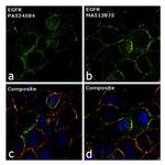 EGFR Antibody