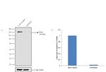 EGFR Antibody