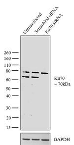 Ku70 Antibody