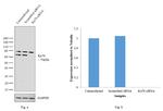 Ku70 Antibody in Western Blot (WB)