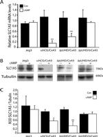 ASCT2 Antibody in Western Blot (WB)