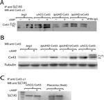 ASCT2 Antibody in Western Blot (WB)