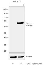 COX2 Antibody