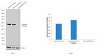 SQSTM1 Antibody in Western Blot (WB)