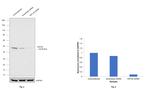 Cytokeratin 20 Antibody in Western Blot (WB)