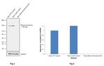 Blooms Syndrome Antibody