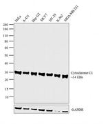 Cytochrome C1 Antibody in Western Blot (WB)