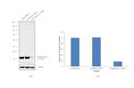 Cytochrome C1 Antibody