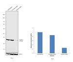 Fibrillarin Antibody in Western Blot (WB)