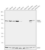 TRIM28 Antibody