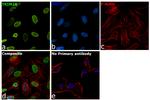 TRIM28 Antibody in Immunocytochemistry (ICC/IF)