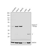 SERPINH1 Antibody in Western Blot (WB)