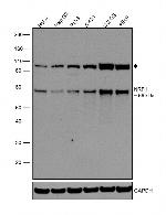 NRF1 Antibody in Western Blot (WB)