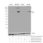 Nrf2 Antibody in Western Blot (WB)