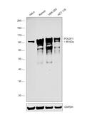 OCT1 (POU2F1) Antibody in Western Blot (WB)