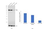 OCT1 (POU2F1) Antibody in Western Blot (WB)