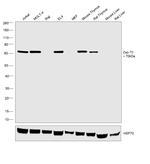 Zap-70 Antibody