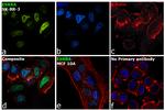 ESRRA Antibody in Immunocytochemistry (ICC/IF)