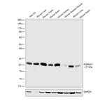 PGRMC1 Antibody in Western Blot (WB)