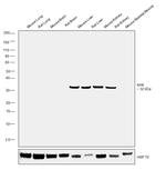 KHK Antibody