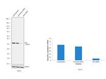 KHK Antibody in Western Blot (WB)