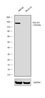 COL6A1 Antibody