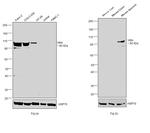 Villin Antibody