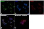 SMC1 Antibody in Immunocytochemistry (ICC/IF)