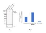 SMC1 Antibody in Western Blot (WB)