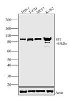 SP1 Antibody in Western Blot (WB)