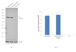 SP1 Antibody in Western Blot (WB)