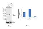 YY1 Antibody