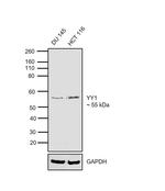 YY1 Antibody in Western Blot (WB)