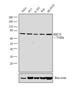 HSC70 Antibody in Western Blot (WB)