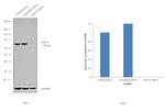 HSC70 Antibody in Western Blot (WB)