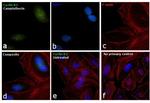 Cyclin B2 Antibody in Immunocytochemistry (ICC/IF)