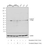 Cyclin B2 Antibody in Western Blot (WB)