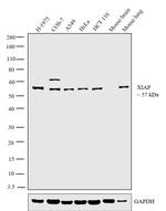 XIAP Antibody