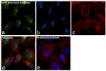 XIAP Antibody in Immunocytochemistry (ICC/IF)