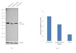 XIAP Antibody in Western Blot (WB)