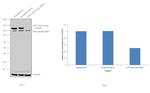 ATP Citrate Lyase Antibody