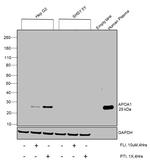 ApoA1 Antibody in Western Blot (WB)