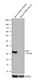 UCP1 Antibody